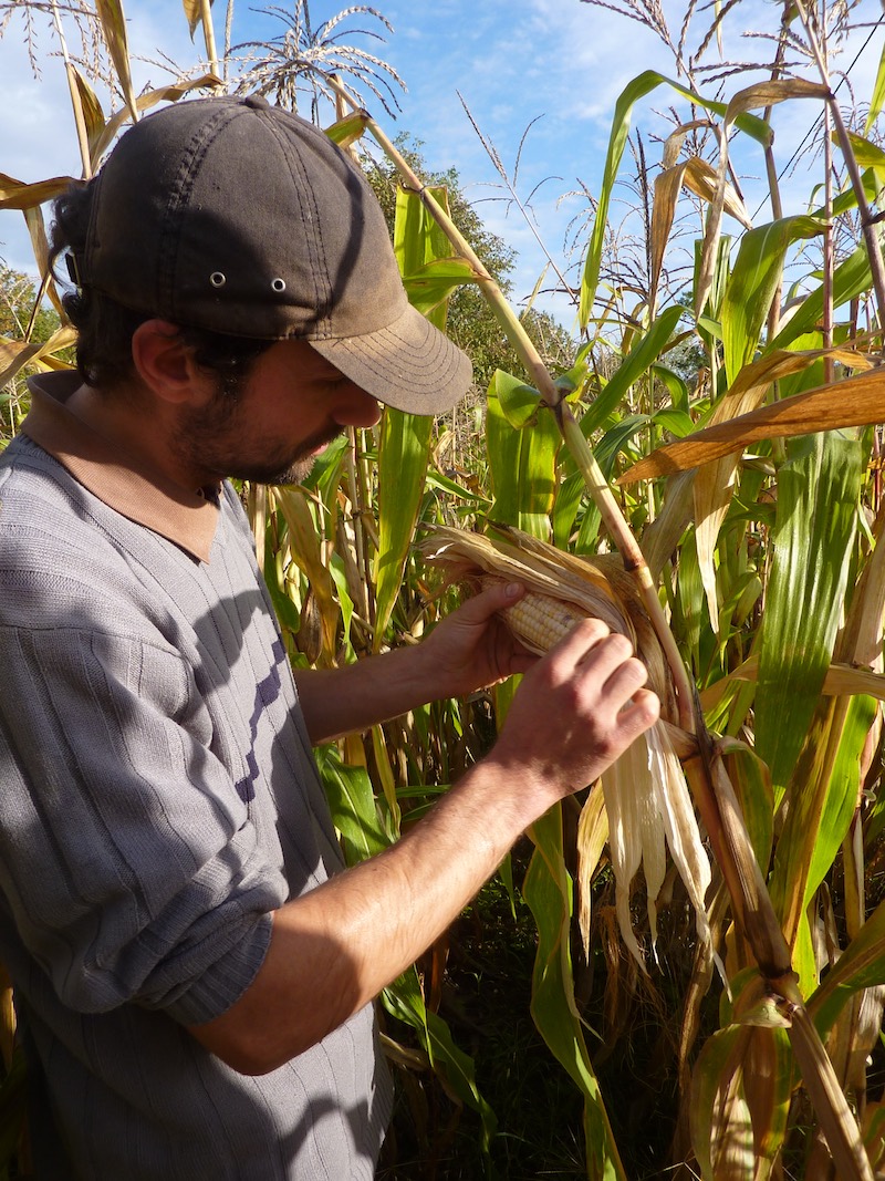selection mais agrobio perigord