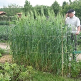 0Touselle-blanche-barbue Brigitte Balma 28-mai-2010