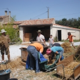 battage collectif de blé et d'orge paysans_ Crédits Pétanielle