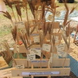 presentoir collection pétanielle