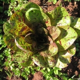 salade mouchetée de Salasc_crédits Semeurs du Lodevois Larzac