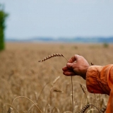 photo gré des blés 2