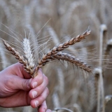 photo gré des blés