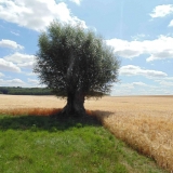 18401892_291739754609880_6136598816251069348_o